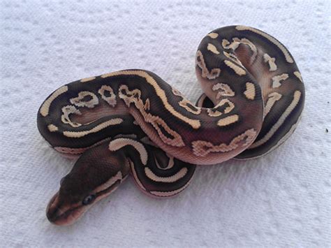 Black Pastel Butter Morph List World Of Ball Pythons