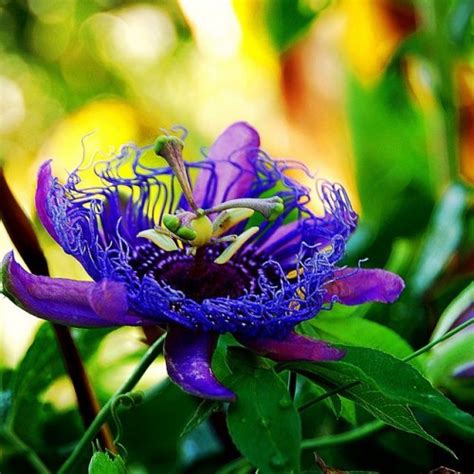 20 Most Beautiful Flowers In The World