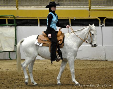 I Bought A Western Pleasure Show Horse