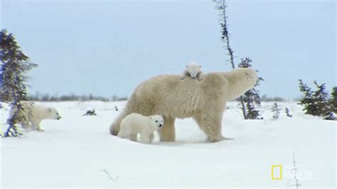 ΟΛΑ ΛΑΘΟΣ 6 Reasons Why The Polar Bears Can Easily Live In The