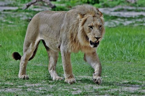 Sub Adult Male Lion Panthera Leo Okavango Delta Botswana Flickr
