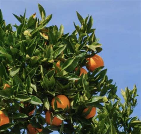 Navel Orange Tree Care