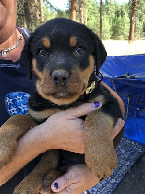 Find rottweiler puppies for sale and dogs for adoption. Rottweiler Puppies For Sale | Klamath Falls, OR #303639