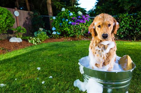 A quick video detailing how to setup and use the booster bath dog bathtub. My dog shakes and pants in terror during a bath | Toronto Star