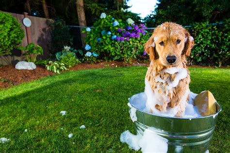 So when can you give water to your baby? My dog shakes and pants in terror during a bath | Toronto Star