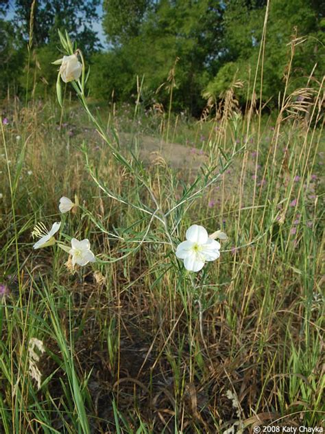 Oenothera Nuttallii Nuttalls Evening Primrose Minnesota Wildflowers