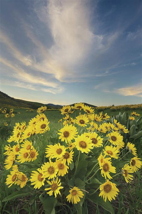 Methow Valley Wildflowers Ii Photograph By Alan Majchrowicz Fine Art