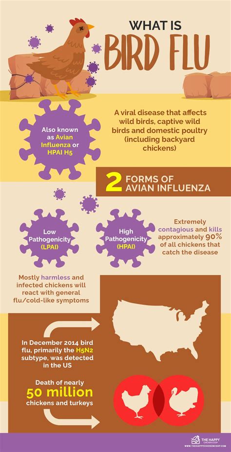 Backyard Chickens And Bird Flu