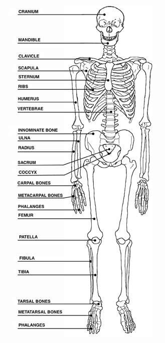 Major Bones In The Human Body Diagram Bone Cell The 206 Bones In