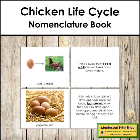 The Chicken Life Cycle Book Montessori Nomenclature Made By Teachers