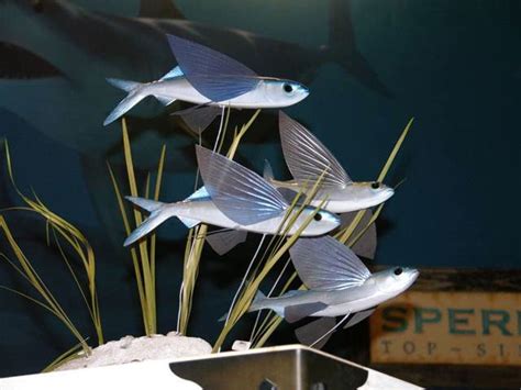 Flying Fish Mounts New Wave Taxidermy