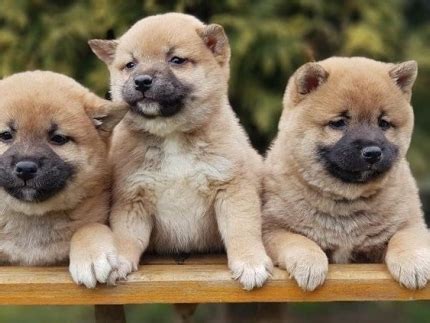 Buy shiba inu on 29 exchanges with 34 markets and $ 1.96b daily trade volume. Awesome shiba inu puppies for sale - Other Market ...