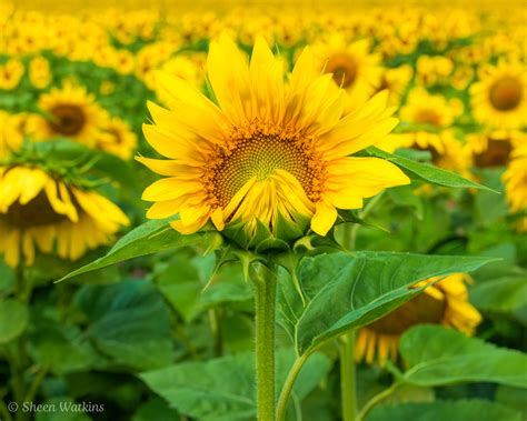 Sunflower Photography How To Create Bold Awesome Images Aperture