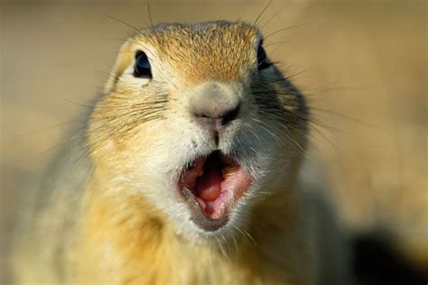 Surprised Squirrel Animals Cute Animal Pictures Cute Funny Animals