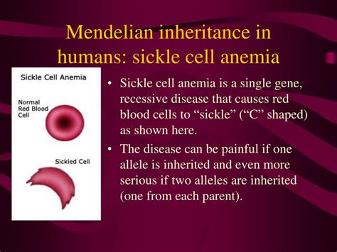 PPT - Mendel's Principles of Heredity PowerPoint ...