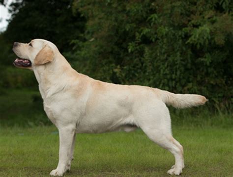 Kennel club assured breeder since 2004, when it first started. Retriever (Labrador) | Breeds A to Z | The Kennel Club
