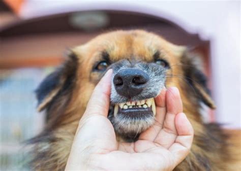 Rotten Dog Teeth Causes Signs And What To Do Great Pet Care