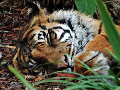 Sleepy Tiger By Cloudedheu On Deviantart