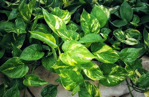Final thoughts on different types of money plant. Pothos: Money Plant Care, Grow, Benefits and Types