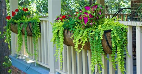 Best Plants For Hanging Baskets Hometalk