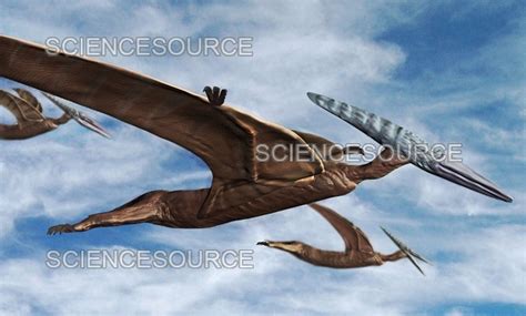 Photograph Pterodactyls In Flight Science Source Images