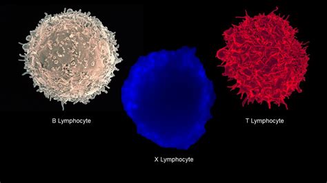 Micrographs Of B T And X Lymp Image Eurekalert Science News Releases