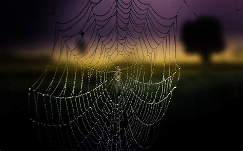 Spider Web Wallpaper 1920x1200 46664