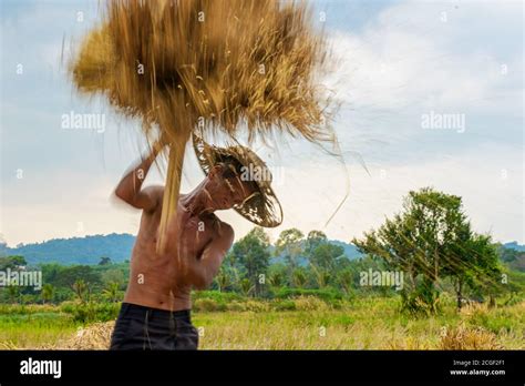 Harvesting Rice By Hand Hi Res Stock Photography And Images Alamy