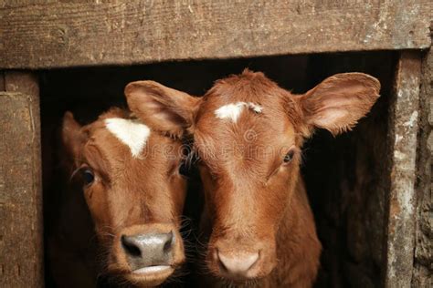 Two Calves In Cowshed Stock Photo Image Of Agriculture 110697484