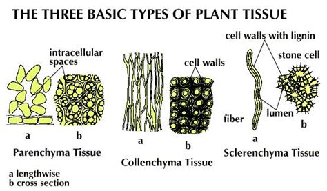 Based on the function of the parts of the plants the tissue type varies. parenchyma | Description & Function | Britannica.com