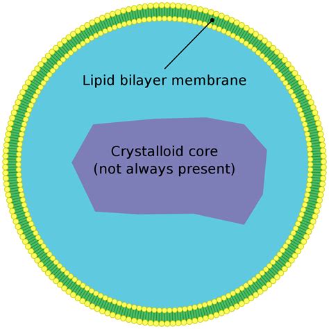 Peroxisome - Wikipedia