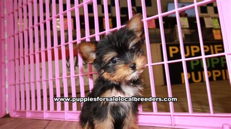 Teacup Yorkie Puppies For Sale Georgia At Lawrenceville Puppies For