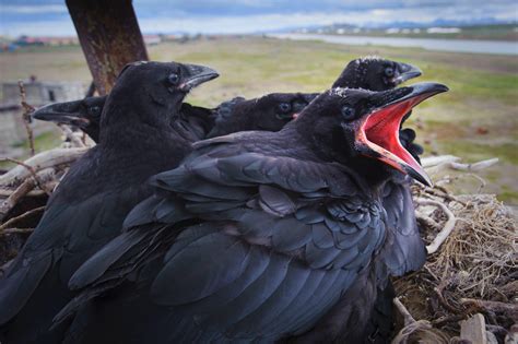 enjoy these gorgeous bird pics—hey it s good for conservation audubon