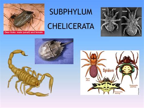 Ppt Are Arthropods Good Or Bad Provide 4 Pieces Of Specific Evidence