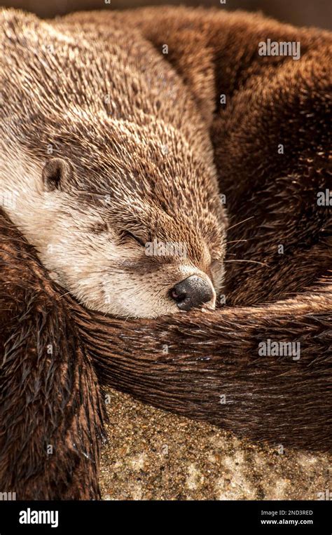 North American River Otter Sleeping Curled In Ball Vertical Stock