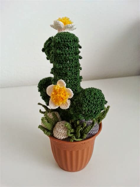 Utilice una lupa para encontrar todos las espinas pequeñas. Il Blog di Sam: Explicación de cactus con flores blancas