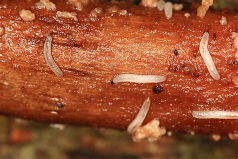 Img02002 Fly Larvae Likely Fungus Gnats Sciaridae Flickr