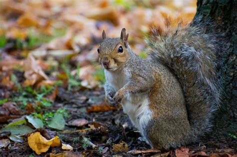 The pest control costs given are basic rates that may increase depending on your circumstances. Squirrels | TruTech Pest Control