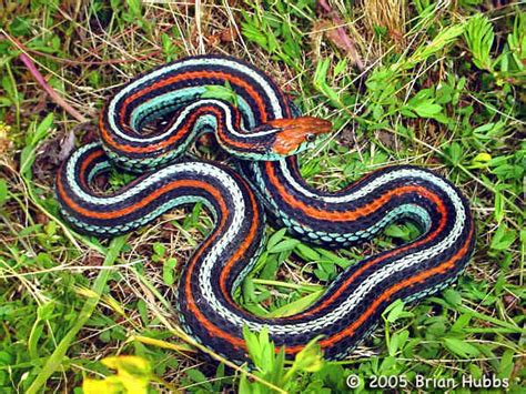 San Francisco Garter Snake