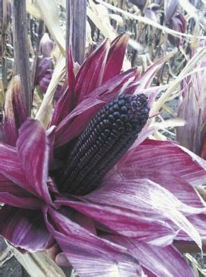 If the soil is dry the leaves will curl; Purple Corn | Purple corn, Corn, Purple