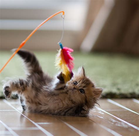How To Keep Your Kitten Safe While Playing Cats Kittens Cutest Kitten
