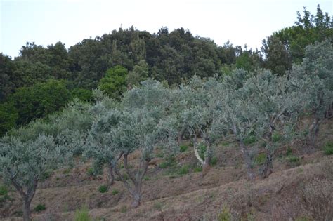 Camping europa village all'isola d'elba: Glamping Casa Corsi Azienda Agricola Isola d'Elba