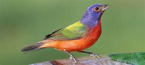 Weekly Bird: Painted Bunting – Be Your Own Birder