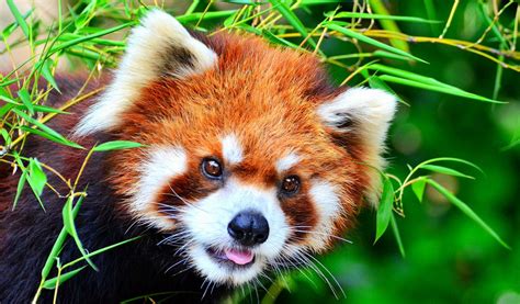 Ed panda is the state animal of sikkim and its population in the wild is highly vulnerable globally. Red Pandas - Facts, Diet & Habitat Information
