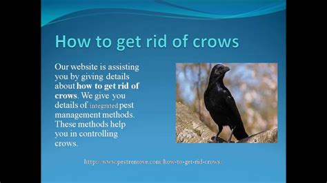 How To Get Rid Of Crows Youtube