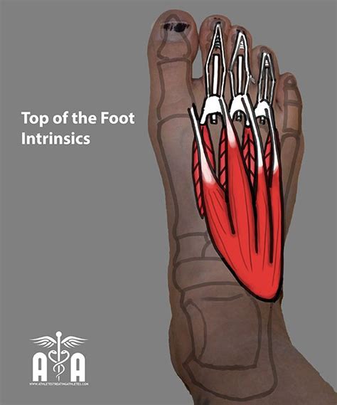 The extrinsic muscles are located in the anterior and lateral compartments of the leg. 19 best images about FOOT FEET & TOES on Pinterest | Foot anatomy, Massage and Videos
