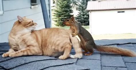 Former Pet Squirrel Comes Back Home To Play With Lifelong Friend The