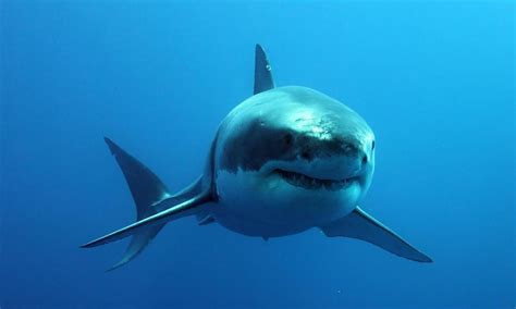 They said that bitcoin will ' burst ' in 2021, meaning they think it will crash. Top 10 Most Popular Shark Movies of All Time - Gazette Review