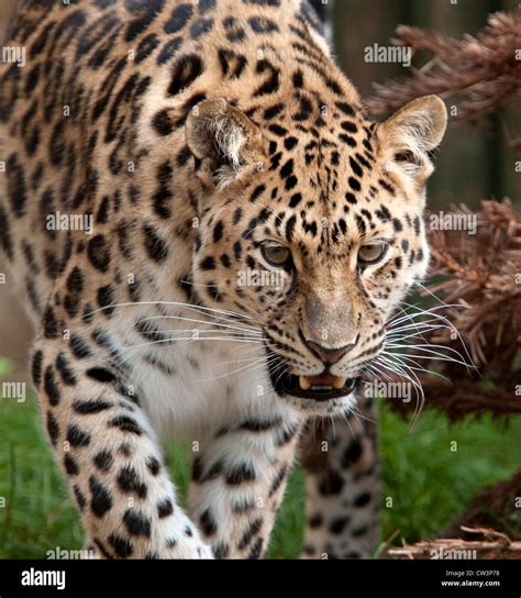 Female Amur Leopard Prowling Stock Photo Alamy
