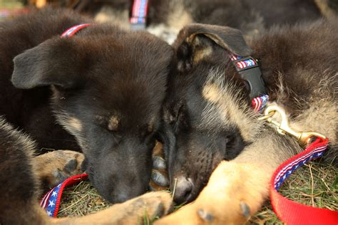 A tale of two kitties. Remembering 9/11 Service Dogs — New Hampshire Man Pays ...